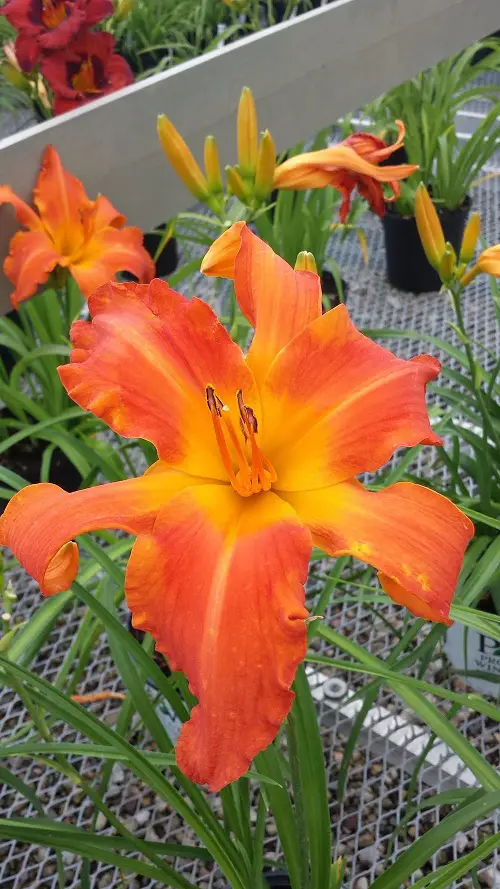 Plants that Grow Big and Huge Flowers in garden