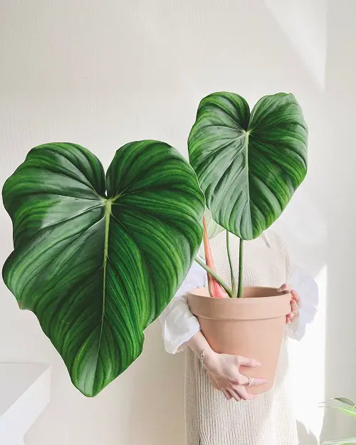 Top Big Leaf Philodendron Types 