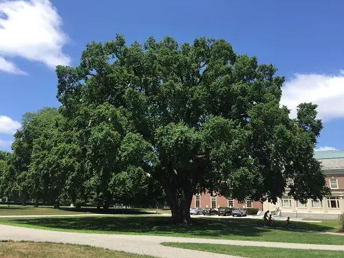 Types of Elm Trees