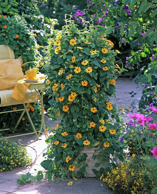 Best Climbers and Vines with Orange Flowers