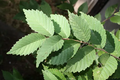 Types of Elm Trees