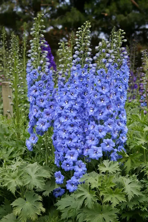 Types of Delphinium Varieties