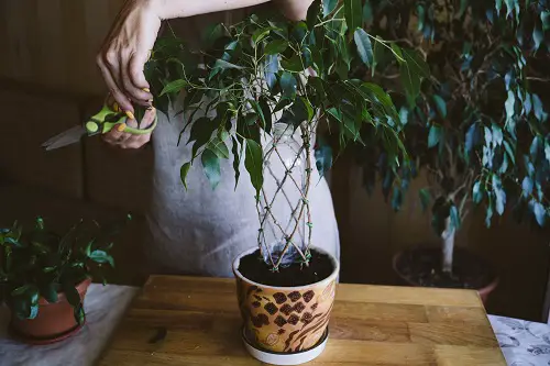 Best Ways to Get Rid of Thrips Naturally