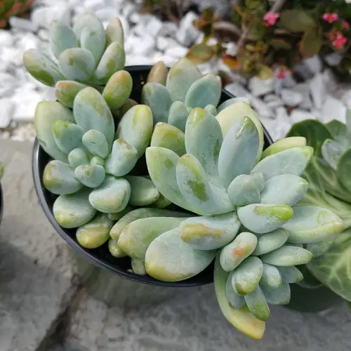 Best Graptosedum Varieties