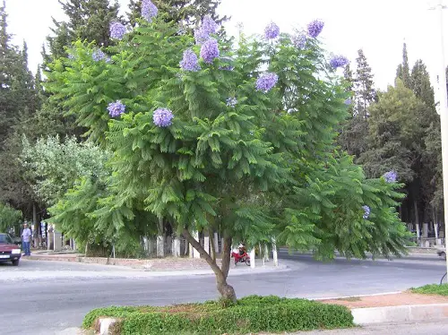 Trees with Purple Flowers