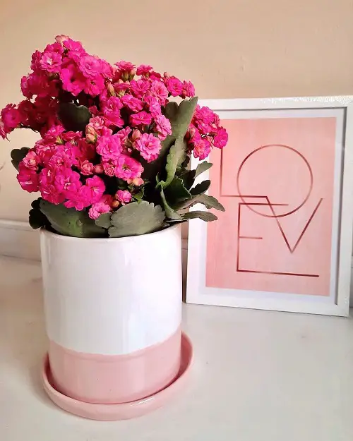 Types of Flowering Kalanchoe Varieties