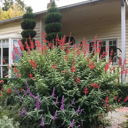Sage Varieties to Grow in Your Garden