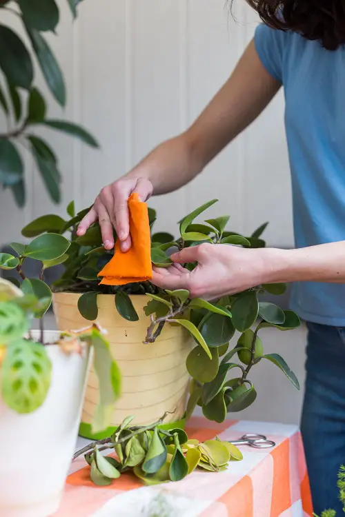 Keep the Foliage Clean