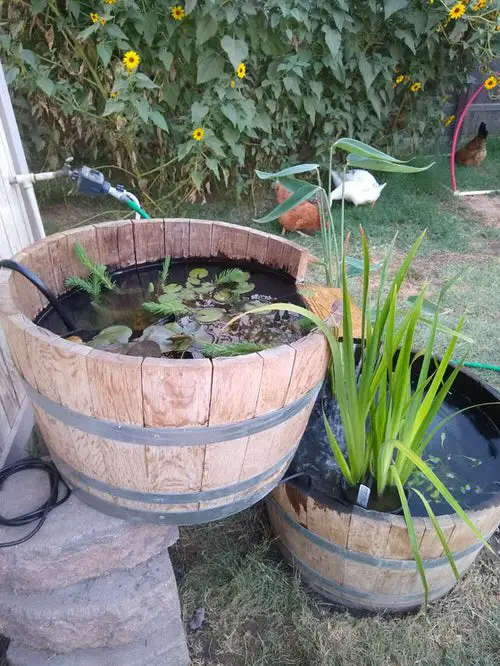 Barrel Water Garden in the Yard