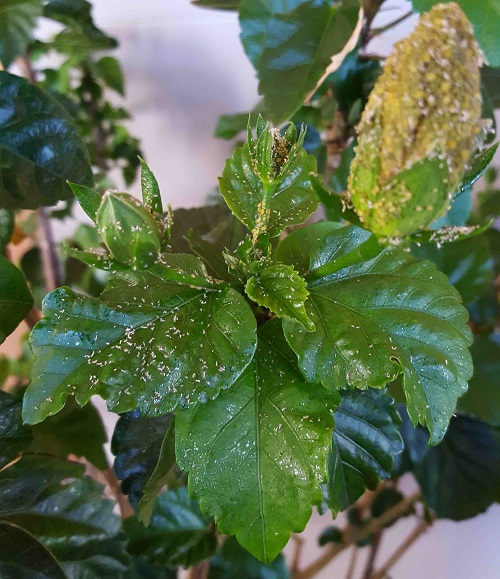 Houseplant Pests and How to Get Rid of Them