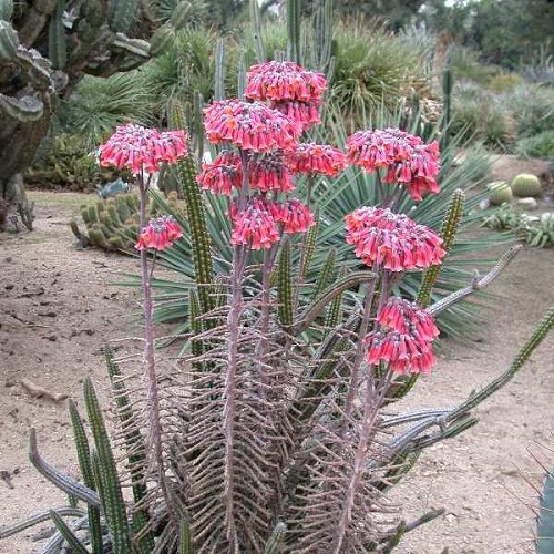 best Top Types of Blooming Kalanchoe Varietals