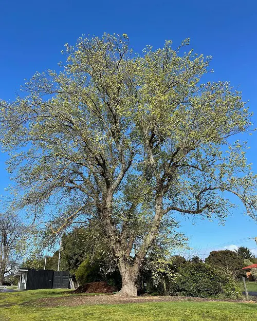 beautiful Types of Elm Trees