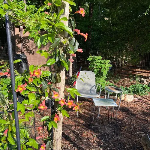 Best Climbers and Vines with Orange Flowers 