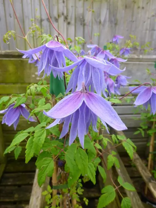 best beautiful gardens feature blue-flowering clematis