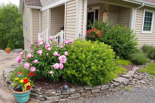 peony Plants for Front Door According to Various Cultures 6