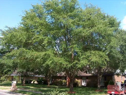 lovely Types of Elm Trees