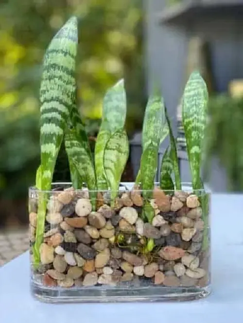 Hydroponic Snake Plant Garden