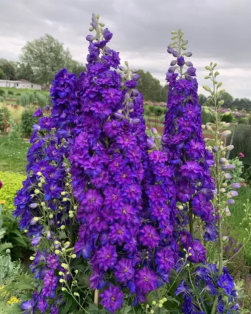 Awesome Delphinium Varieties in different colors 09