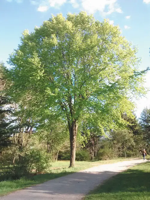 Types of Elm Trees for garden