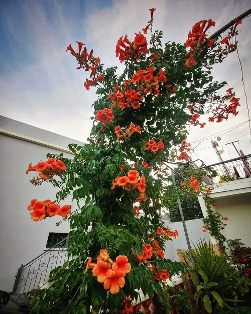 Nurturing and Supportive Vines that are Also a Term of Endearment 17