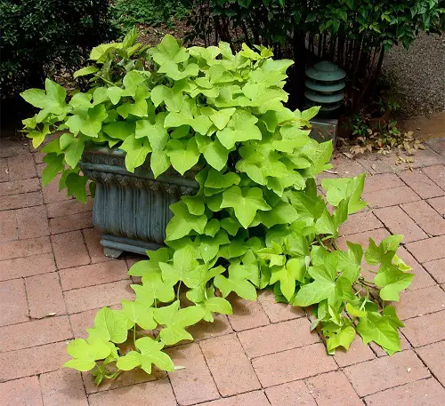 Vines with Heart Shaped Leaves in garden