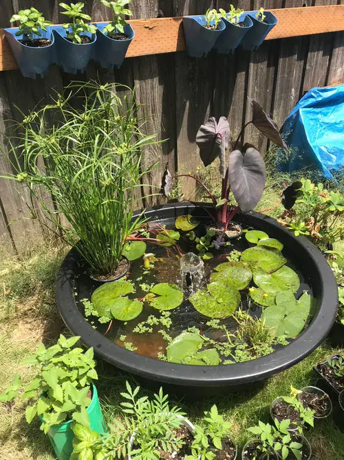 Floating Aquatic Garden in Plastic Tub