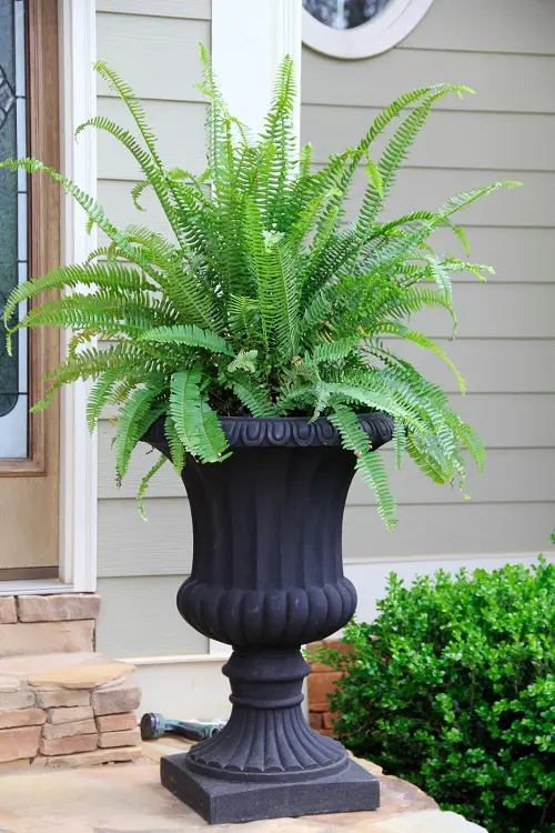 baston fern  for Front Door According to Various Cultures 