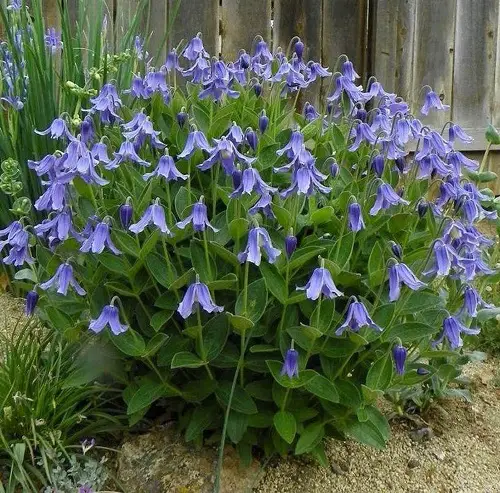 most beautiful gardens feature blue-flowering clematis