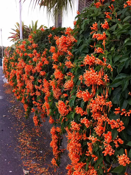 Trumpet Vine Flowering Vines