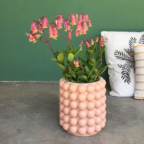 Amazing Types of Flowering Kalanchoe Varieties 7