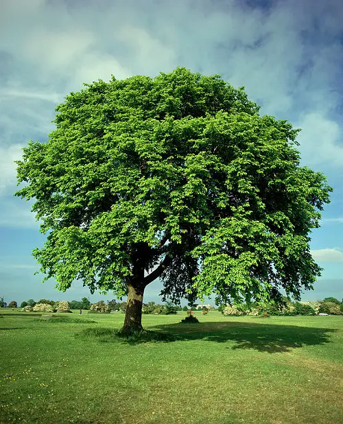 best Types of Elm Trees to grow