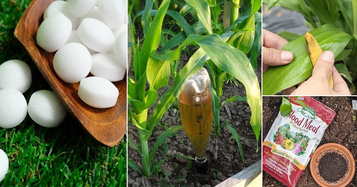 Shocking Ideas 14 Shocking Gardening Ideas You Should Try Once | Balcony Garden Web