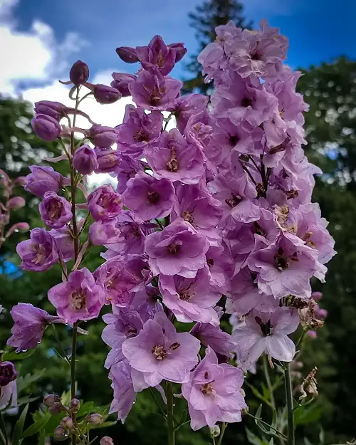 Amazing Delphinium Varieties 43