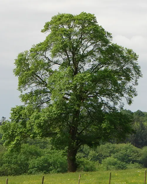 Types of Elm Trees