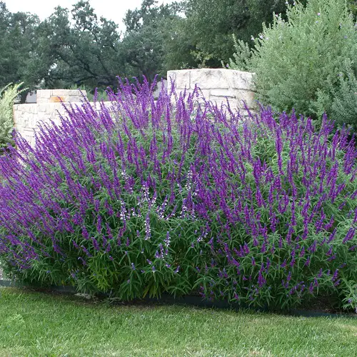 Sage Types You Can Plant in Your Yard