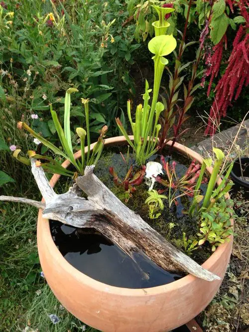 Indoor Plants in Water Garden Ideas Carnivorous Bog Garden