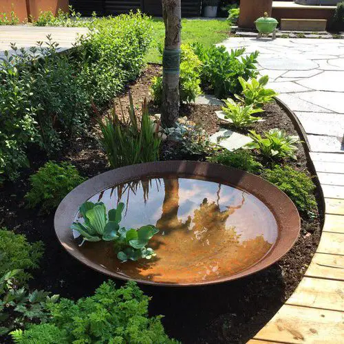 Water Lettuce Aquatic Bowl