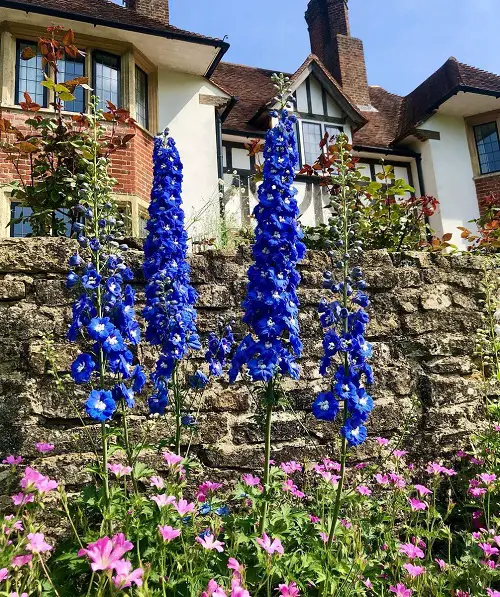 Types of Delphinium Varieties 8
