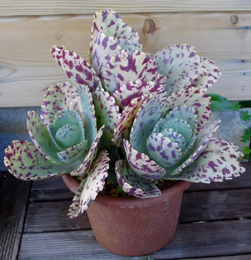 top Greatest Variety of Blooming Kalanchoes