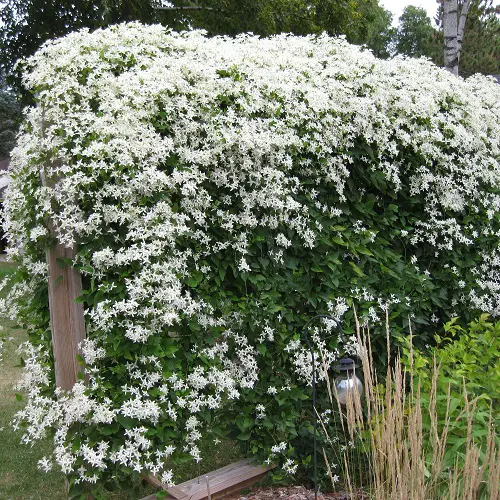 Vines with White Flowers 15