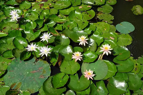 best Plants that Attract Snakes The Aquatic Lure