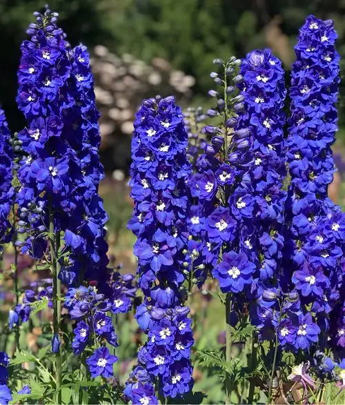 Delphinium Varieties in different colors 4
