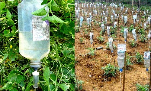 Easy Drip Irrigation Setup for Small Gardens
