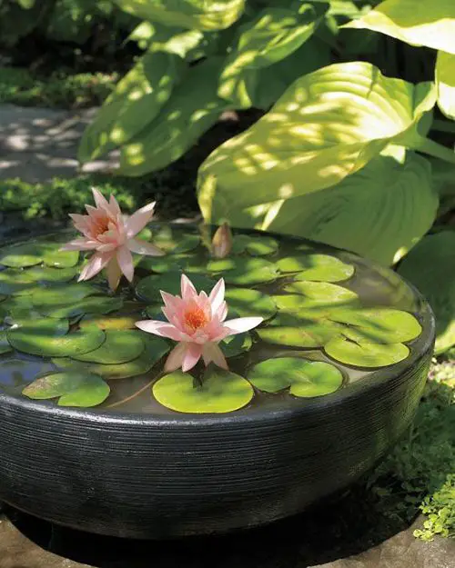 Floating Pygmy Water Lily Garden