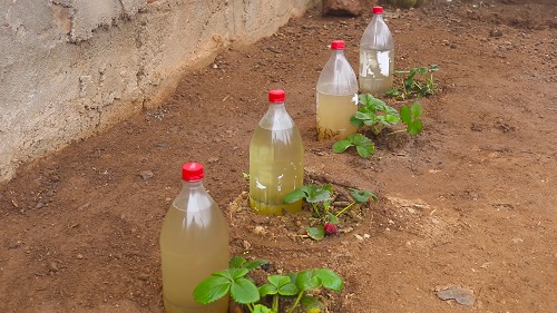 Self-Watering System for a Strawberry Garden