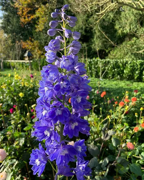 Types of Delphinium Varieties 9