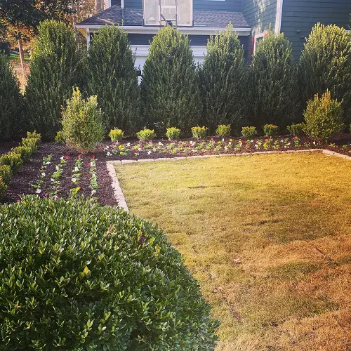 Amazing Top Privacy Plants That Make an Exceptional Outdoor Screen