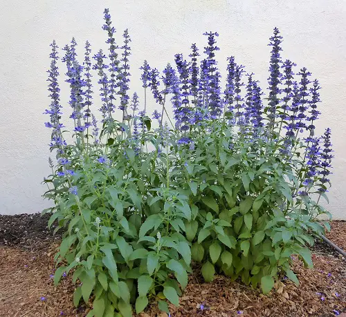 Sage Types You Can Plant in Your Yard 4