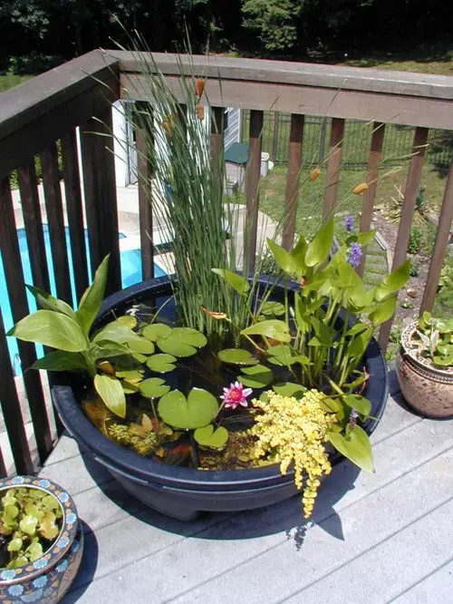Rooftop Aquatic Garden in a Pot
