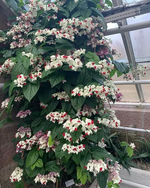 Vines with White Flowers 19